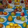 2009-11-pommes-boudin-OK  (3)